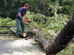 How Our Tree Care Process Works  in  Woodfield, SC